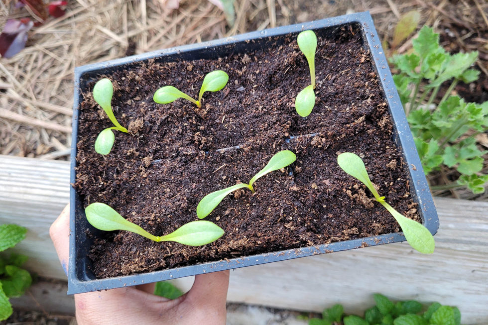 Growing Dahlia Flowers From Seed ~ Freckled Californian ~ A California ...