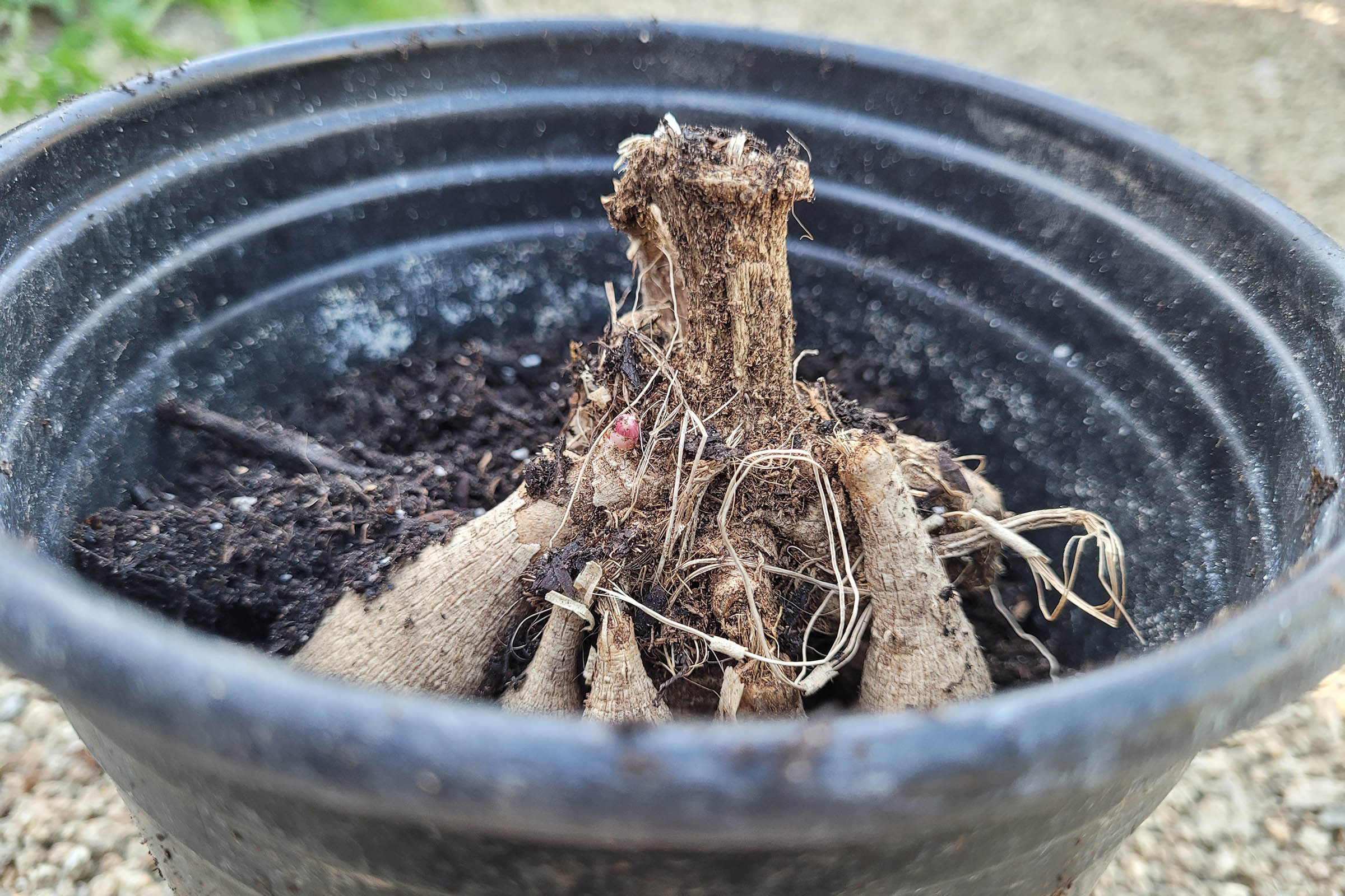 Get an Early Start on Dahlias With Pots