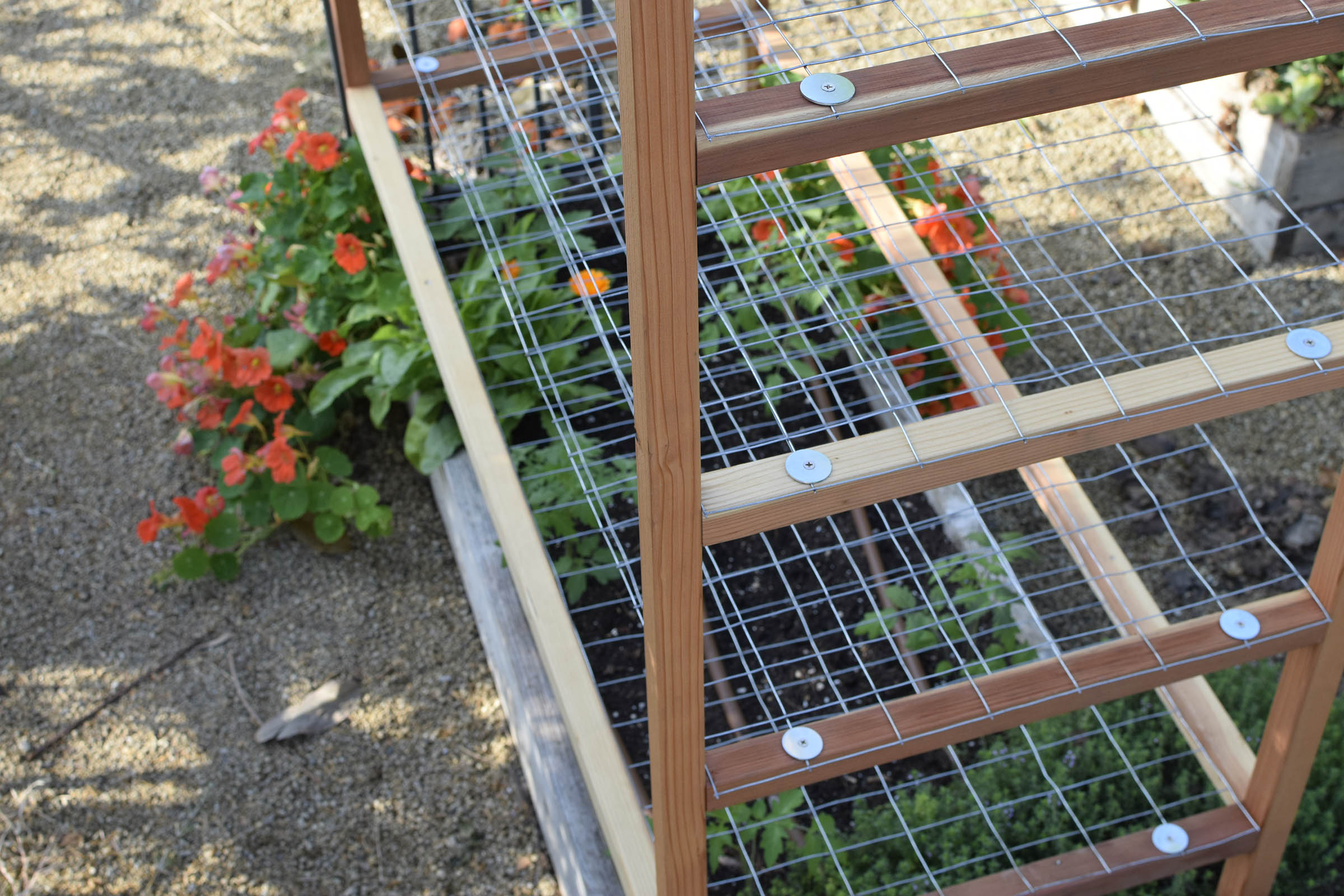 A Unique DIY Tomato Trellis Design   Tomatos Planted In The Raised Bed Ready For The New Trellis 