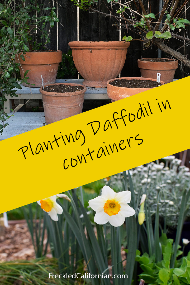 Planting Daffodils in Containers & Other Fall Tasks