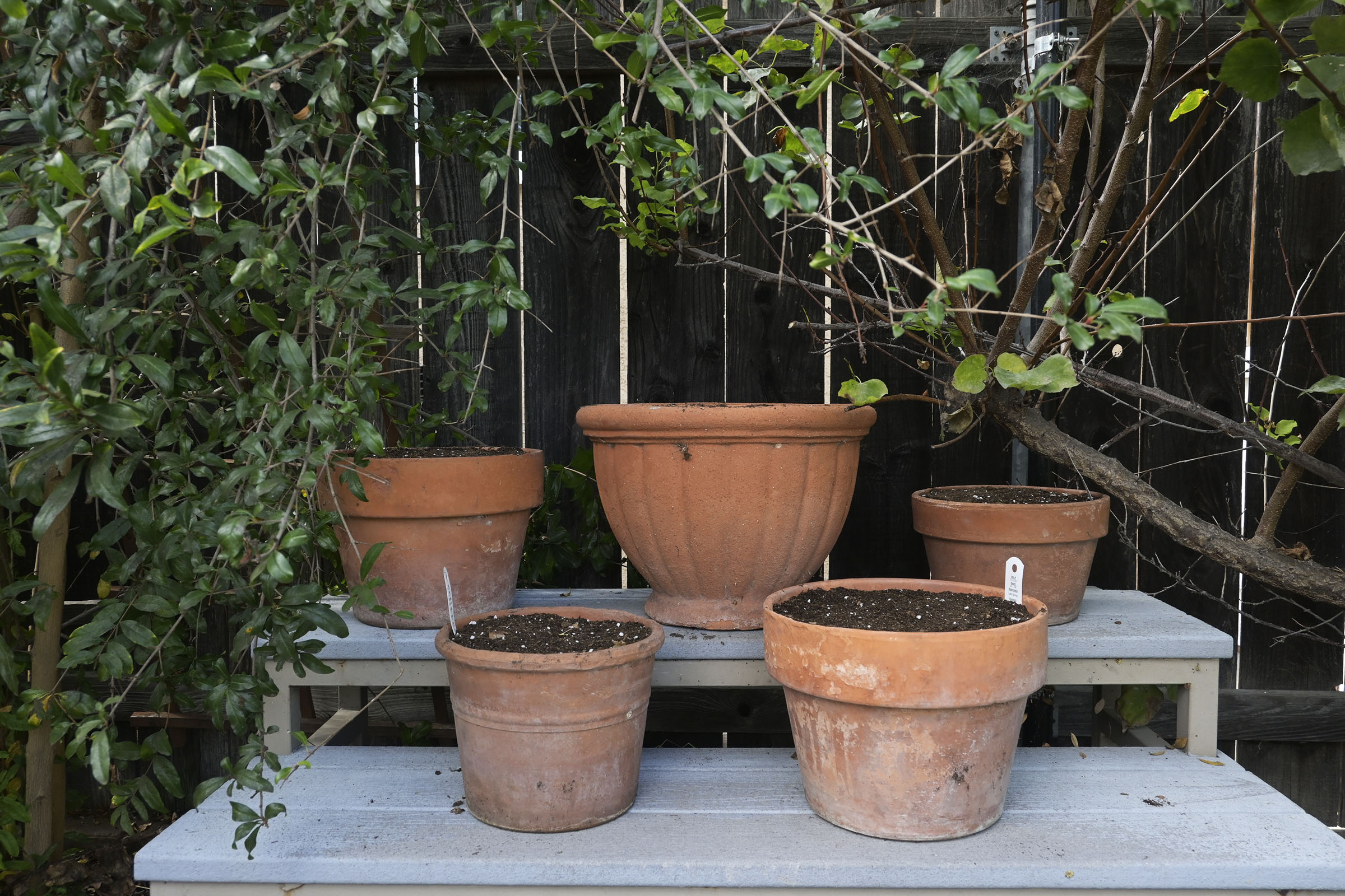 Planting Daffodils in Containers & Other Fall Tasks