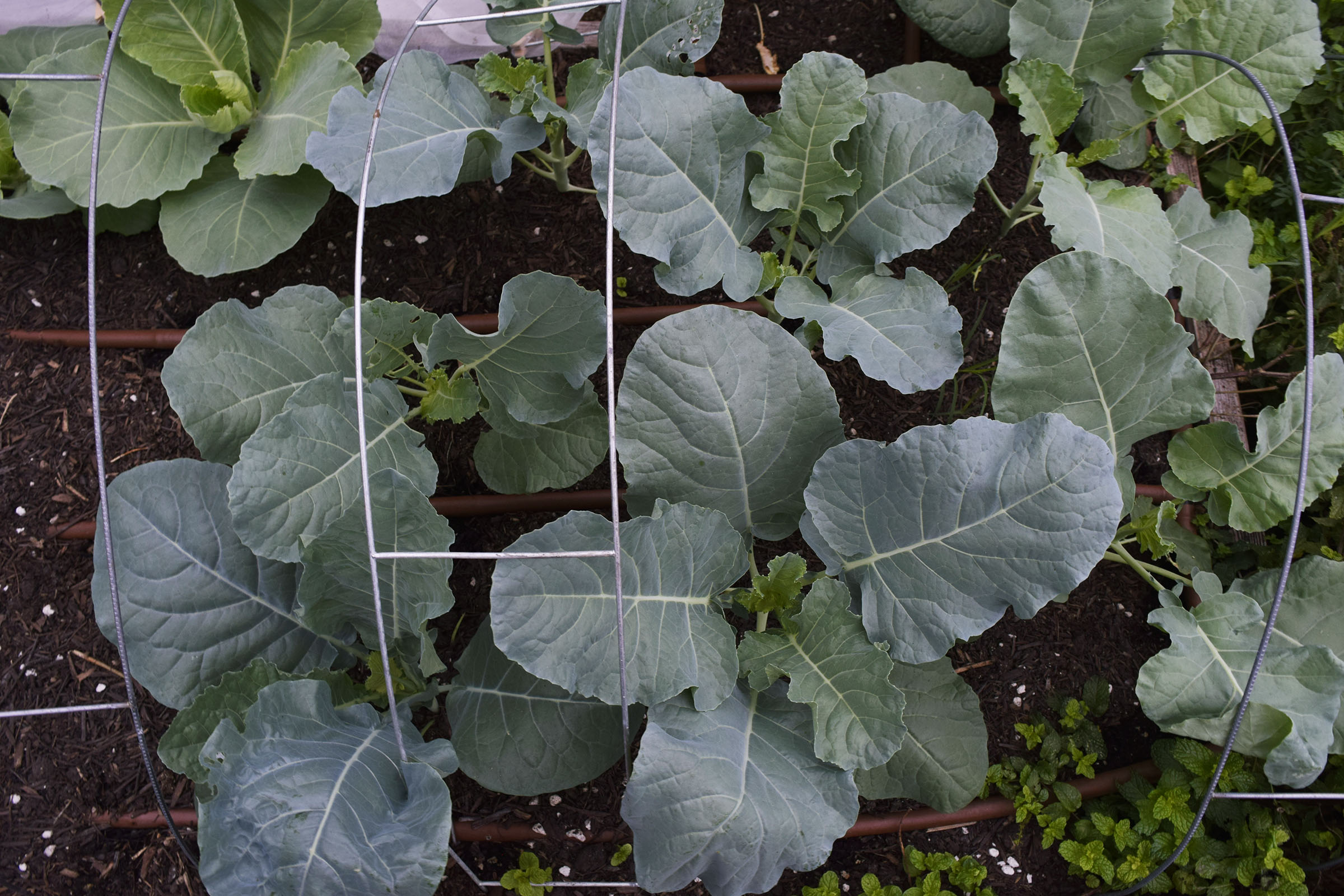 Winter Vegetable Planting in Southern California