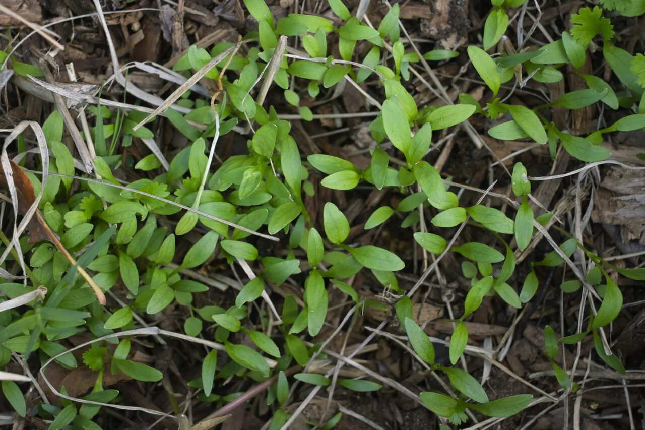 Tips to Grow Better Cilantro