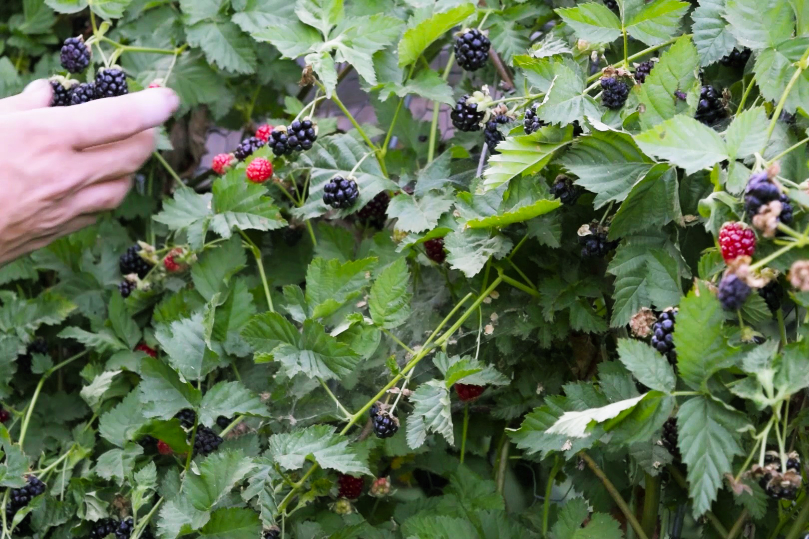 How To Prune Boysenberry Plants