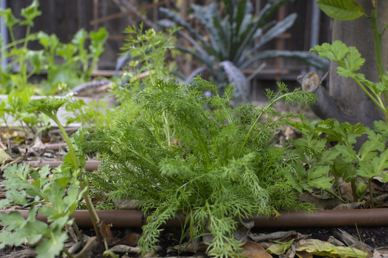 Growing Chamomile in the Garden