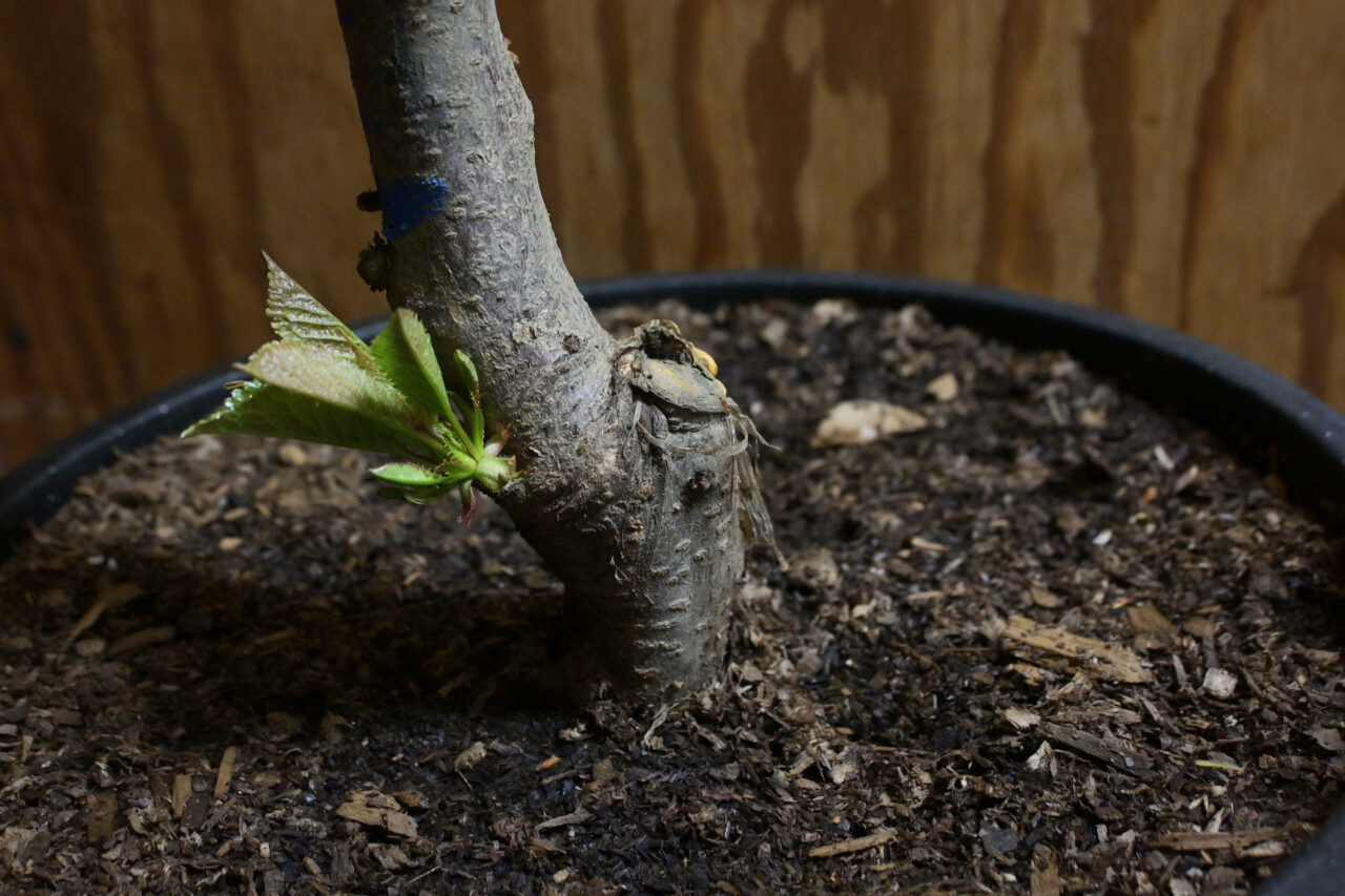 NoStress Bare Root Planting Guide