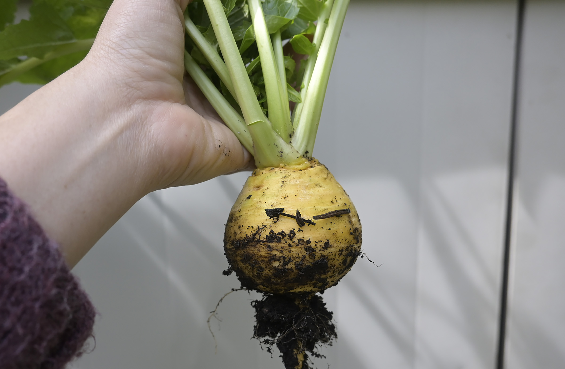 A Love Affair with Growing Turnips