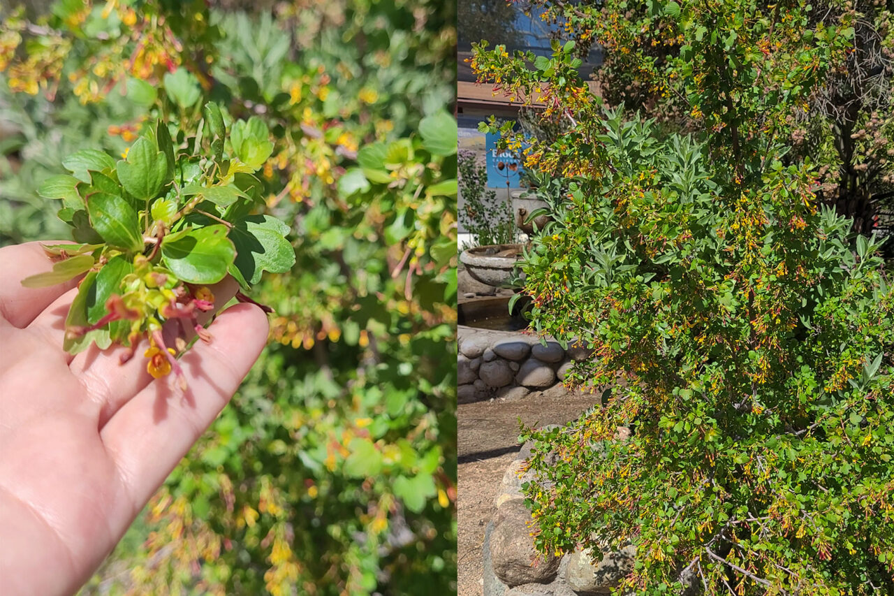 Plant a California Native Shade Garden