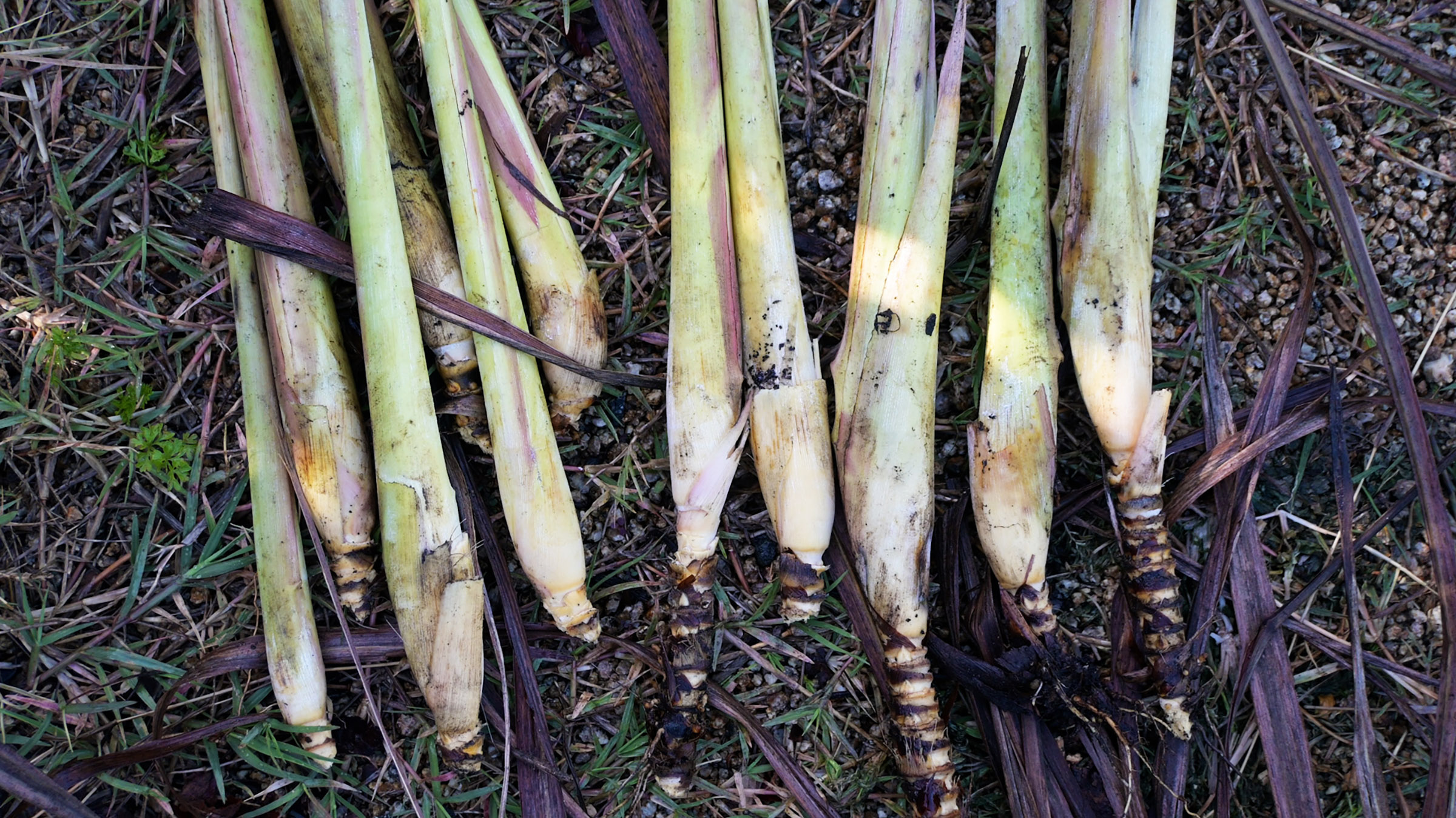 Learn How to Grow, Harvest, and Use Lemongrass