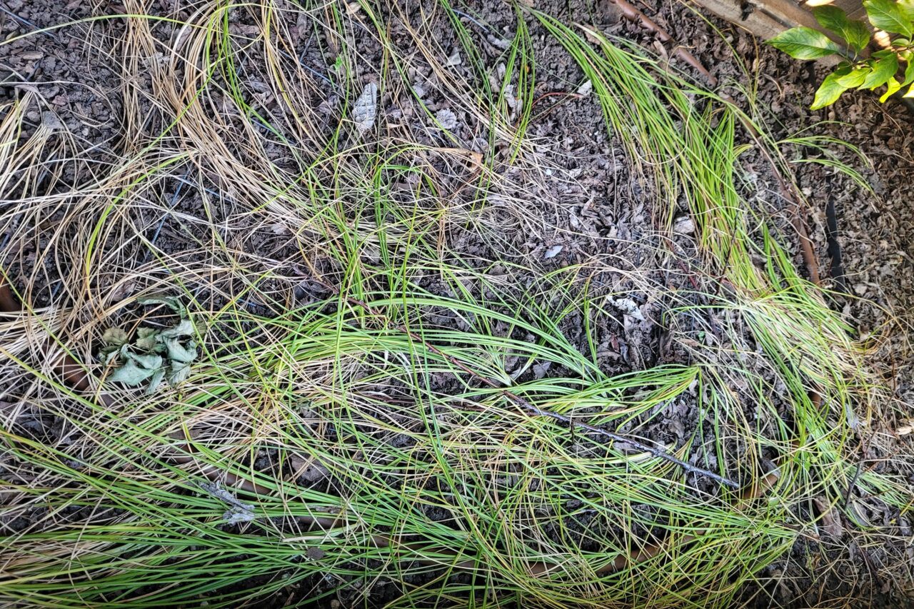 Growing Saffron Crocus A Spice Worth Growing