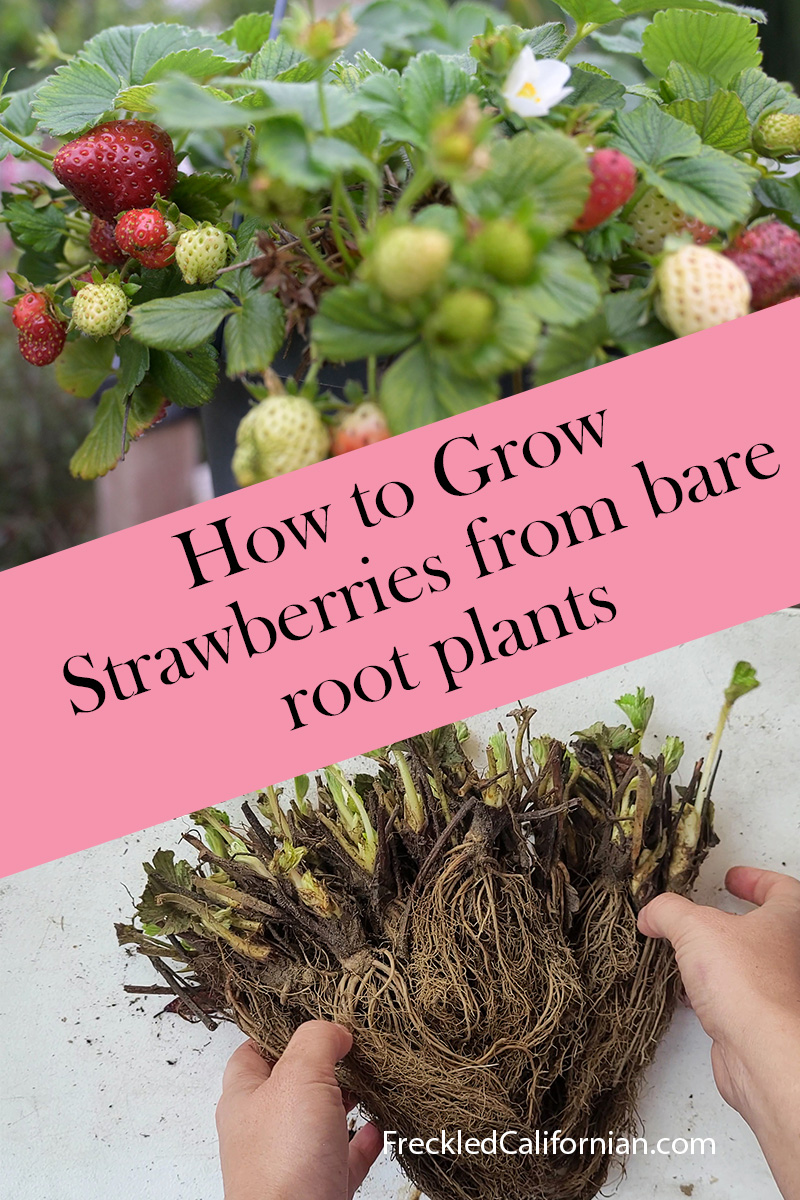 Planting A Strawberry Patch From Scratch (Bare Roots)