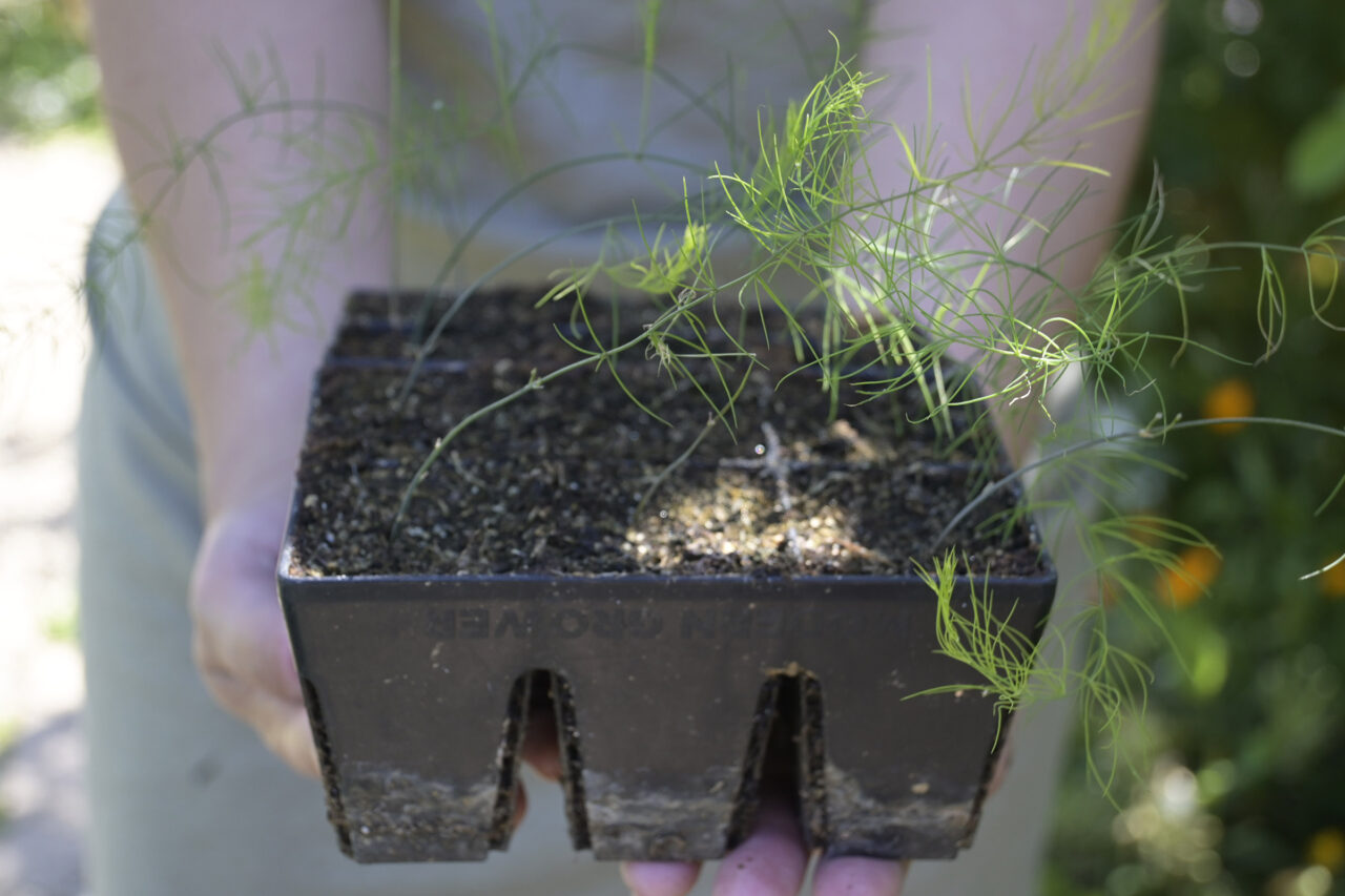 Planting Asparagus Bare Roots in a Raised Bed