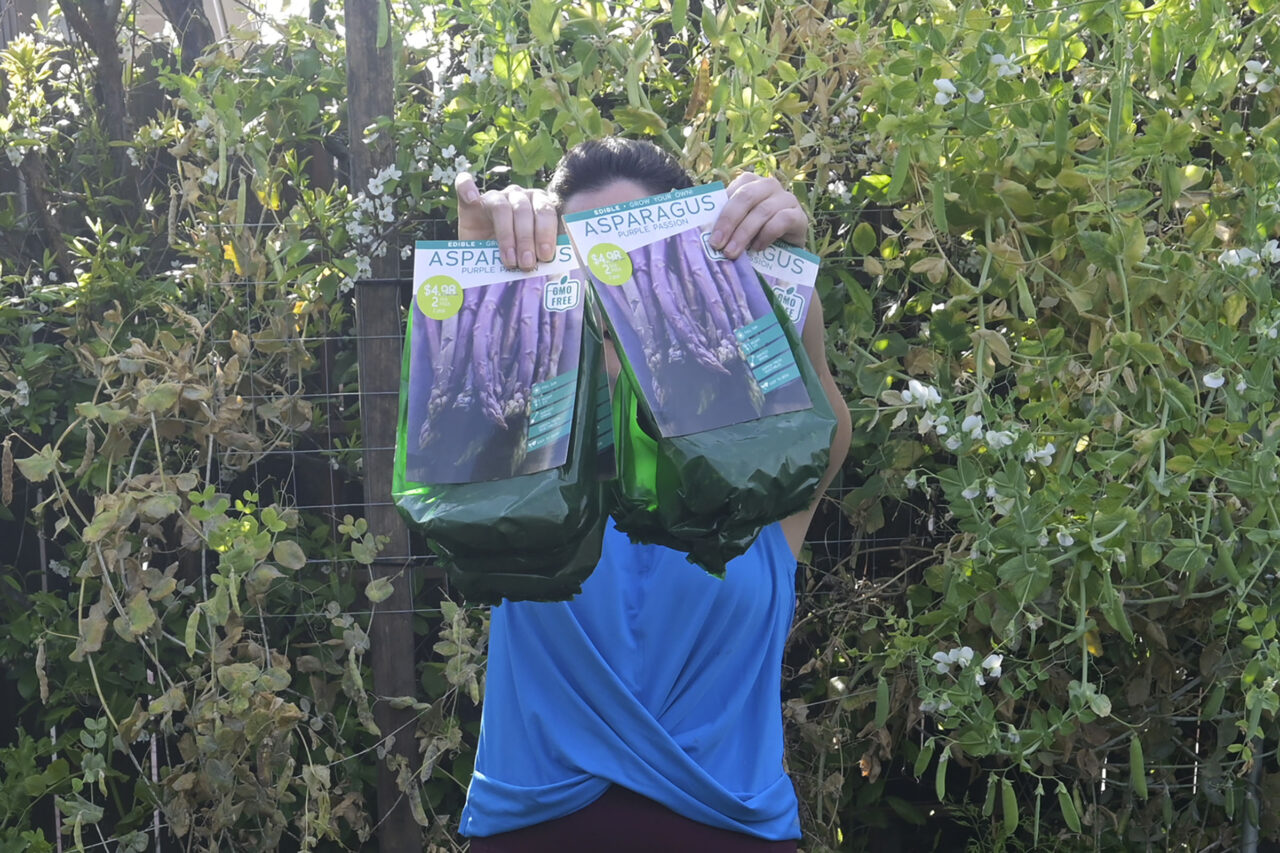 Planting Asparagus Bare Roots in a Raised Bed