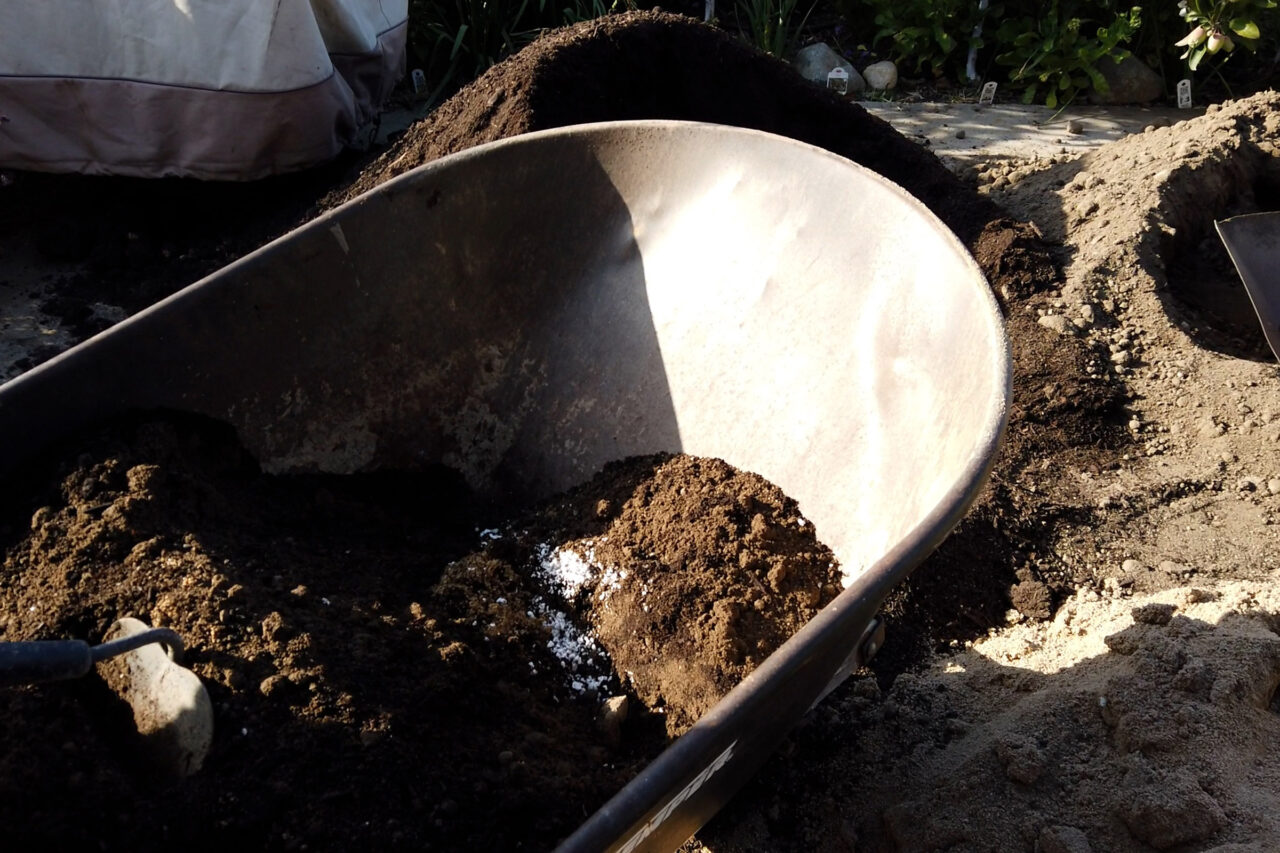 Planting a Strawberry Patch from Scratch (Bare Roots)