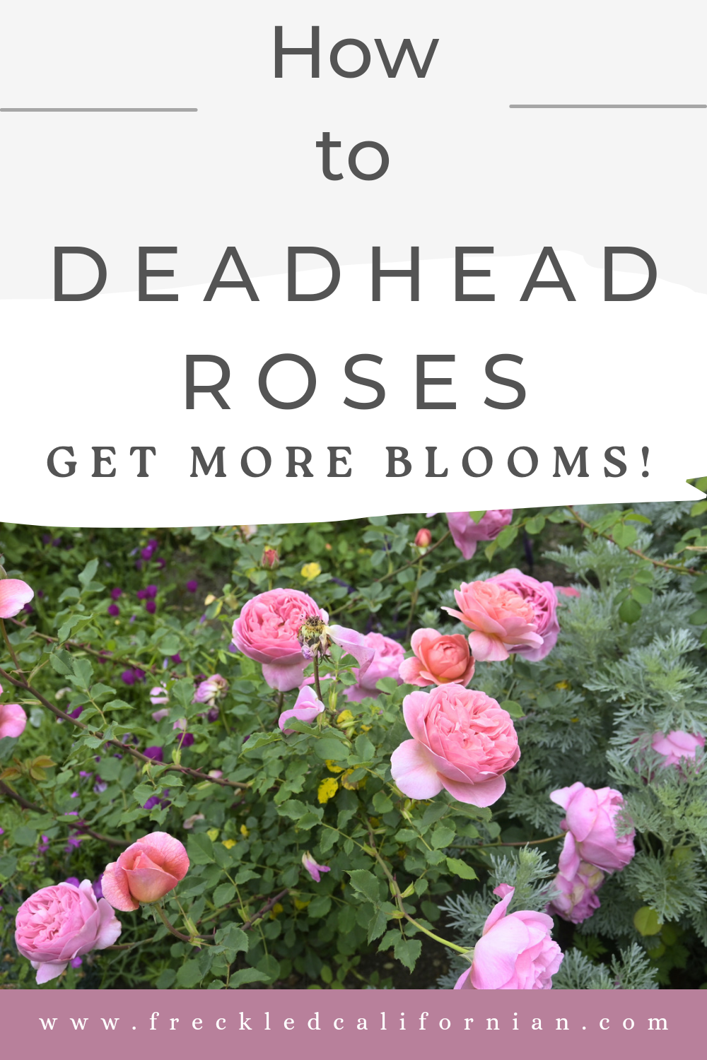 How to Deadhead Roses After Blooming