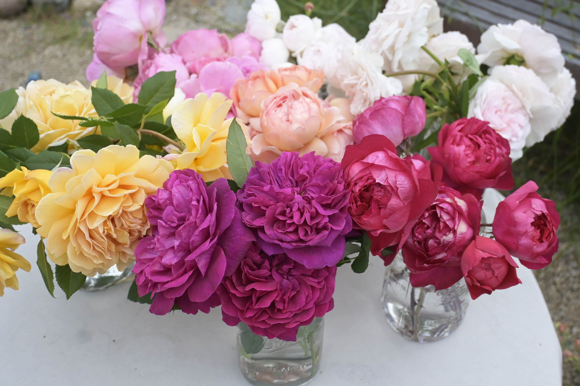 How to Deadhead Roses After Blooming