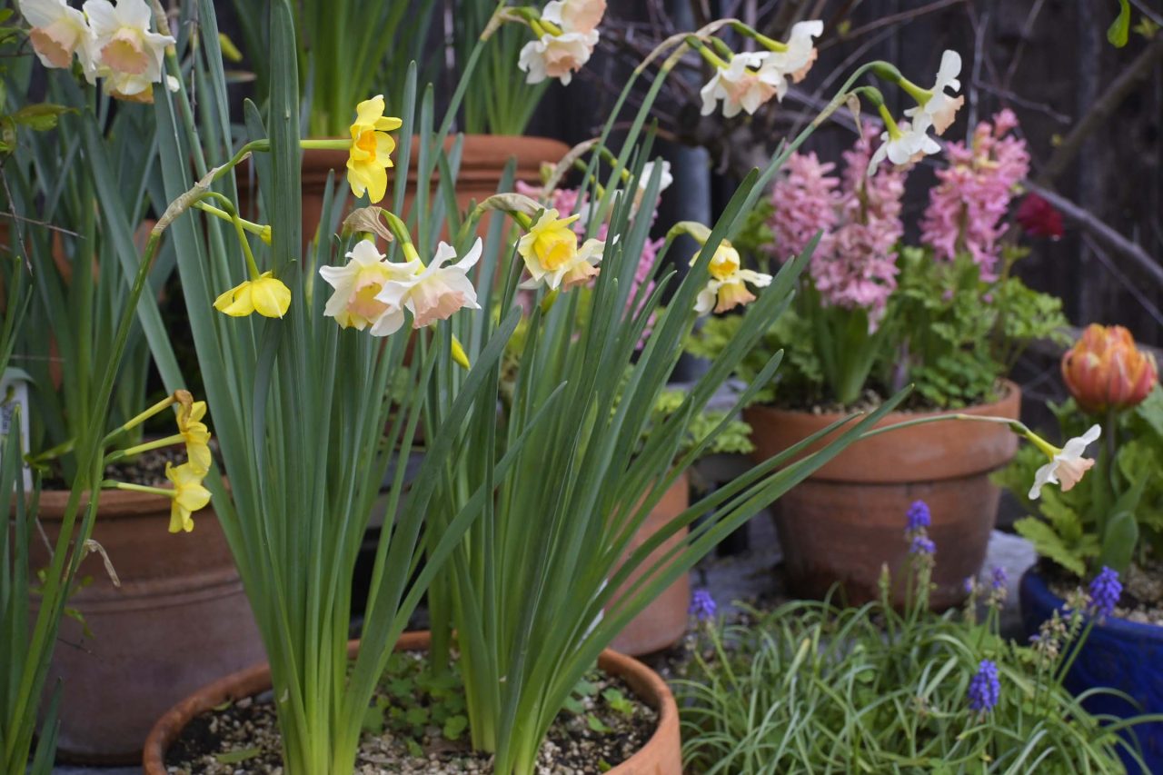 Grow Spring Bulbs in Containers