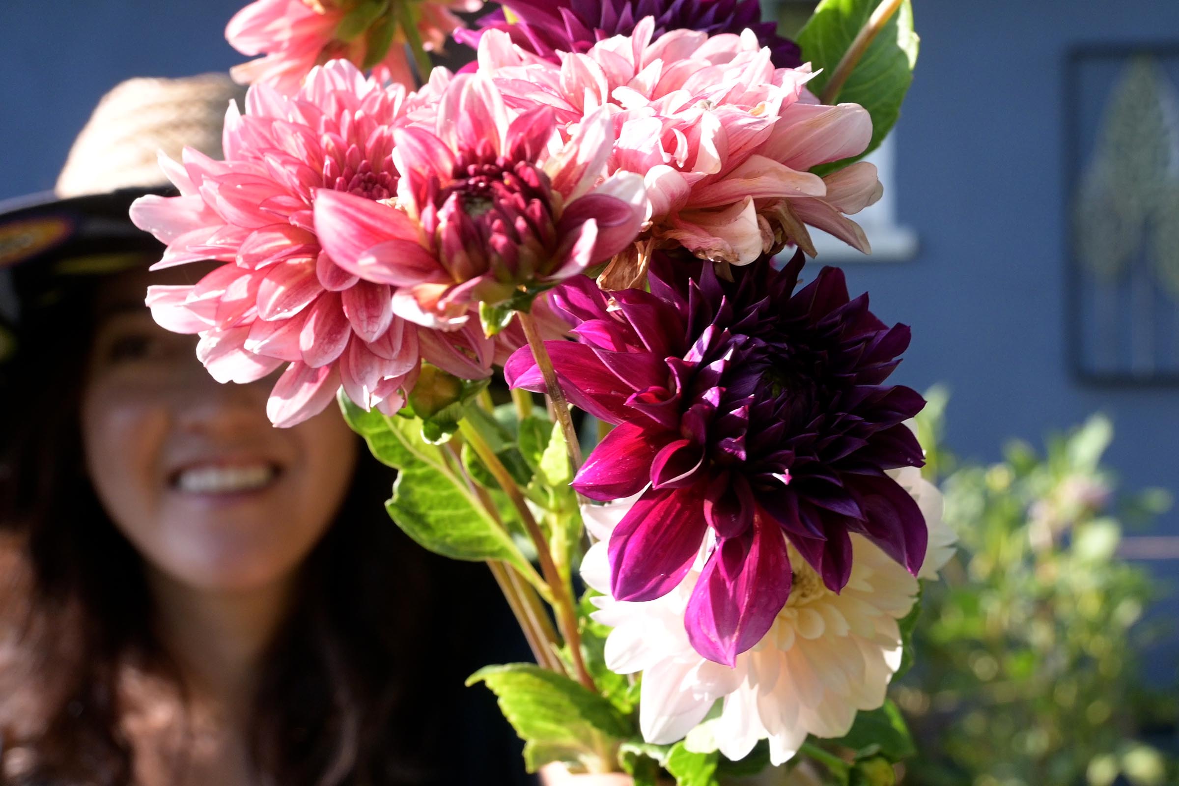 Dahlia Growing Tips for Hot Climates