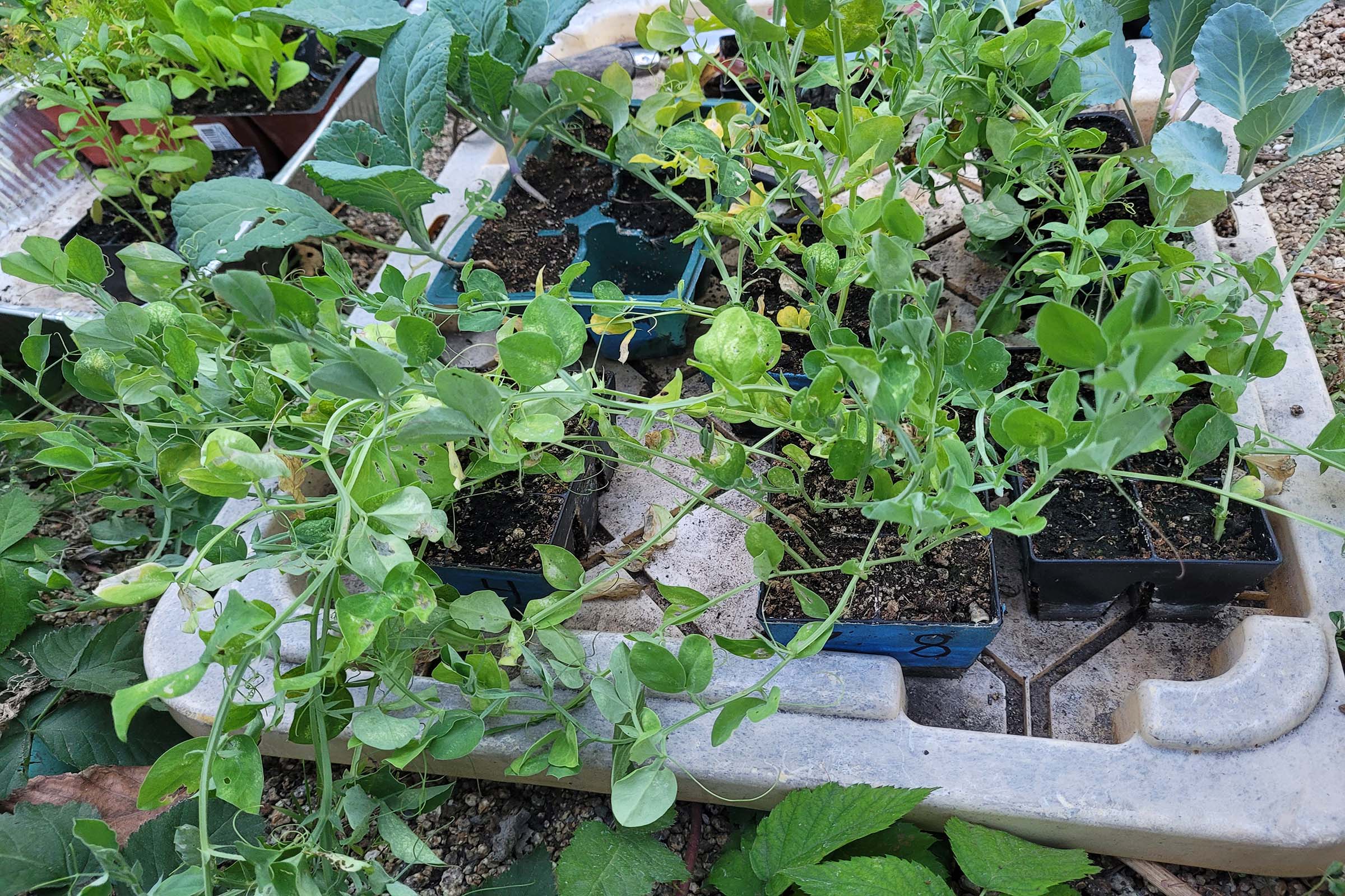 Cottage Garden Trellises & Sweet Peas in Containers