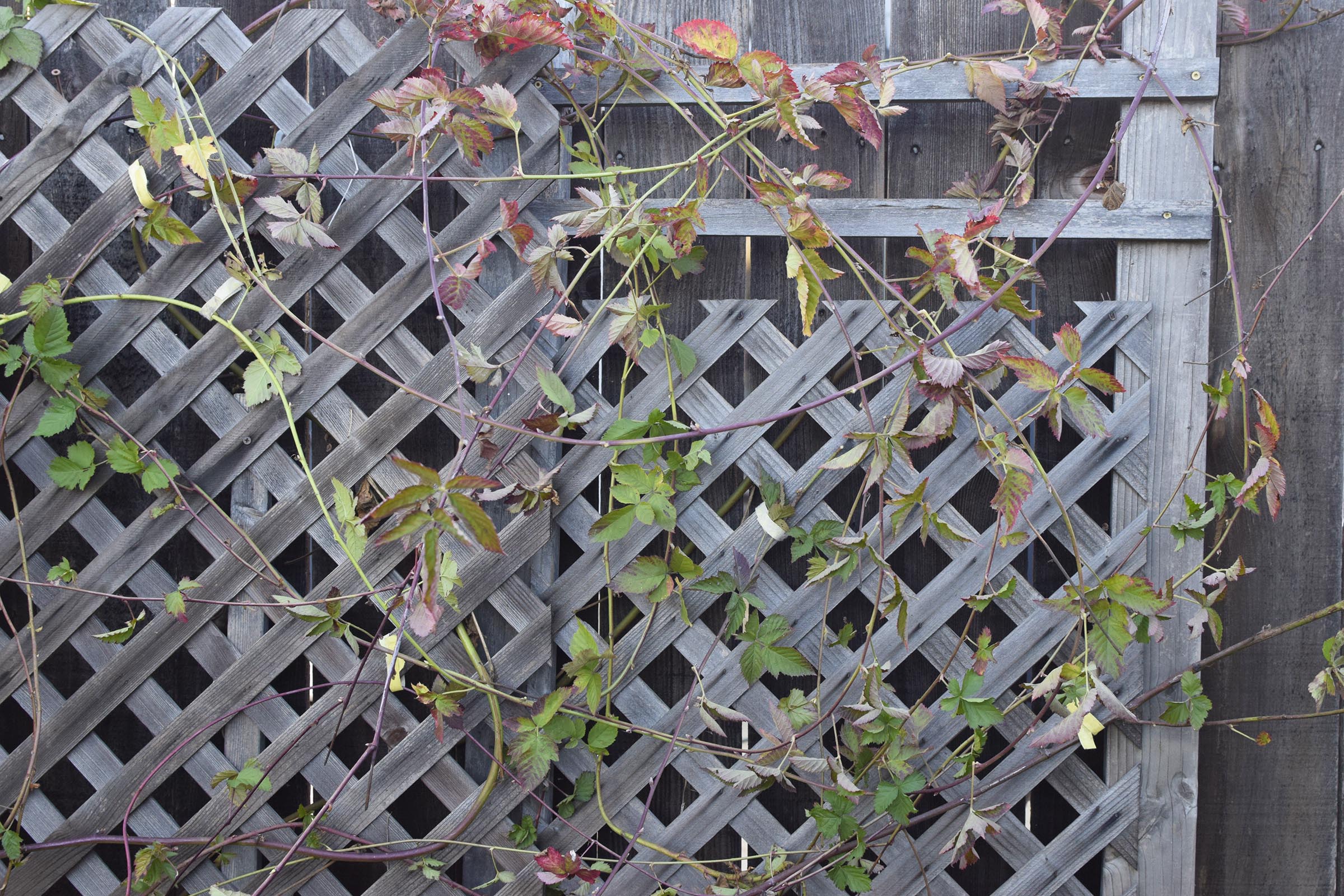 How to Prune Blackberries