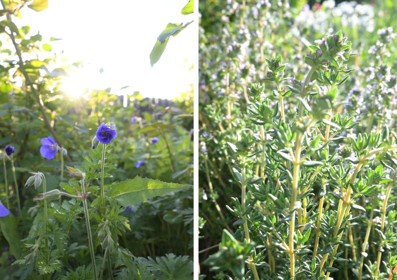 Beautiful Companion Plants for Roses