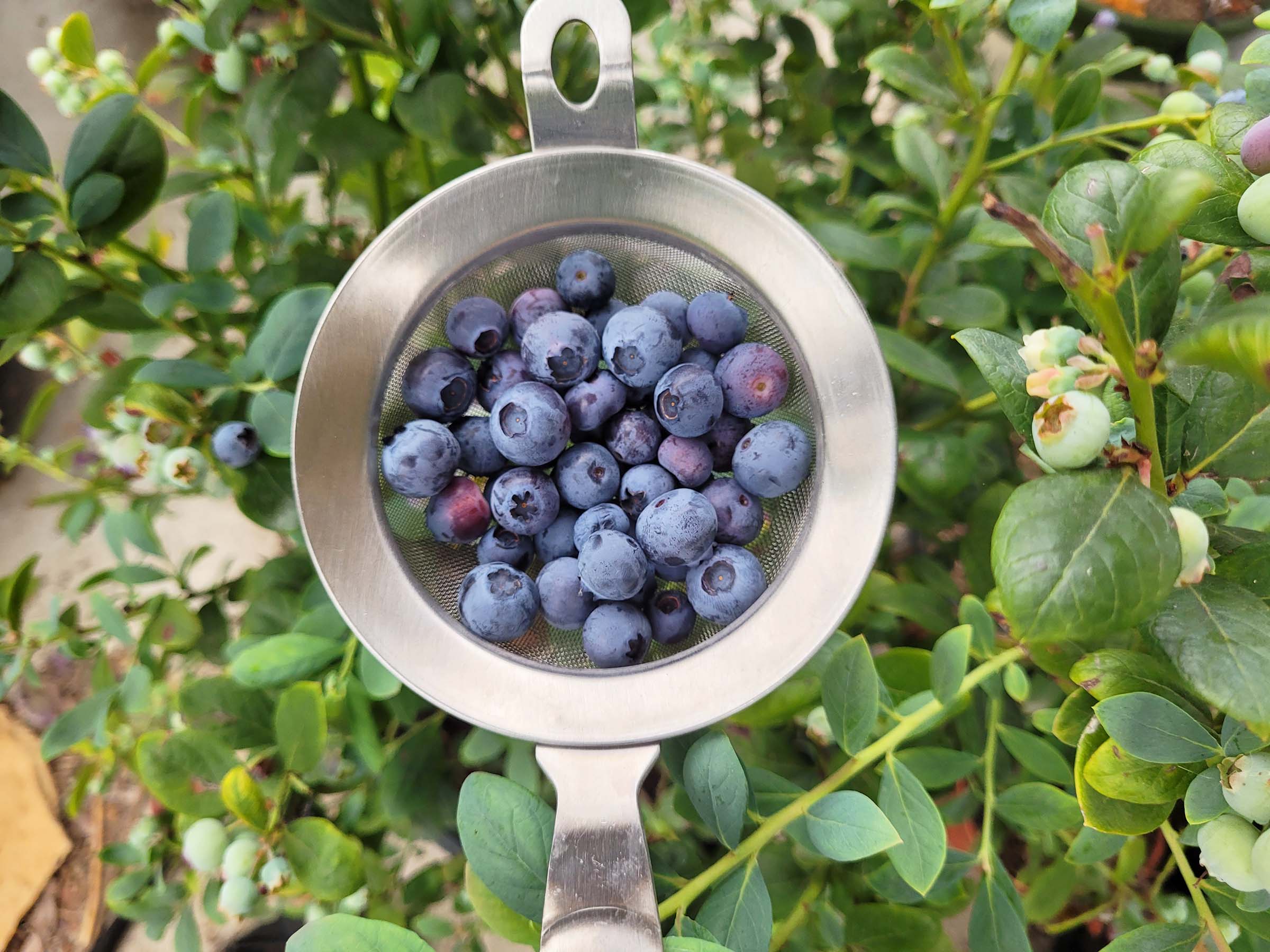 Blueberry Varieties For Southern California