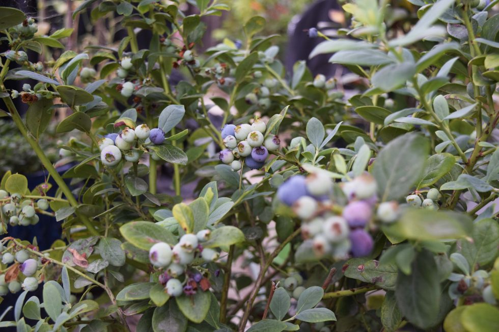 Blueberry Varieties For Southern California